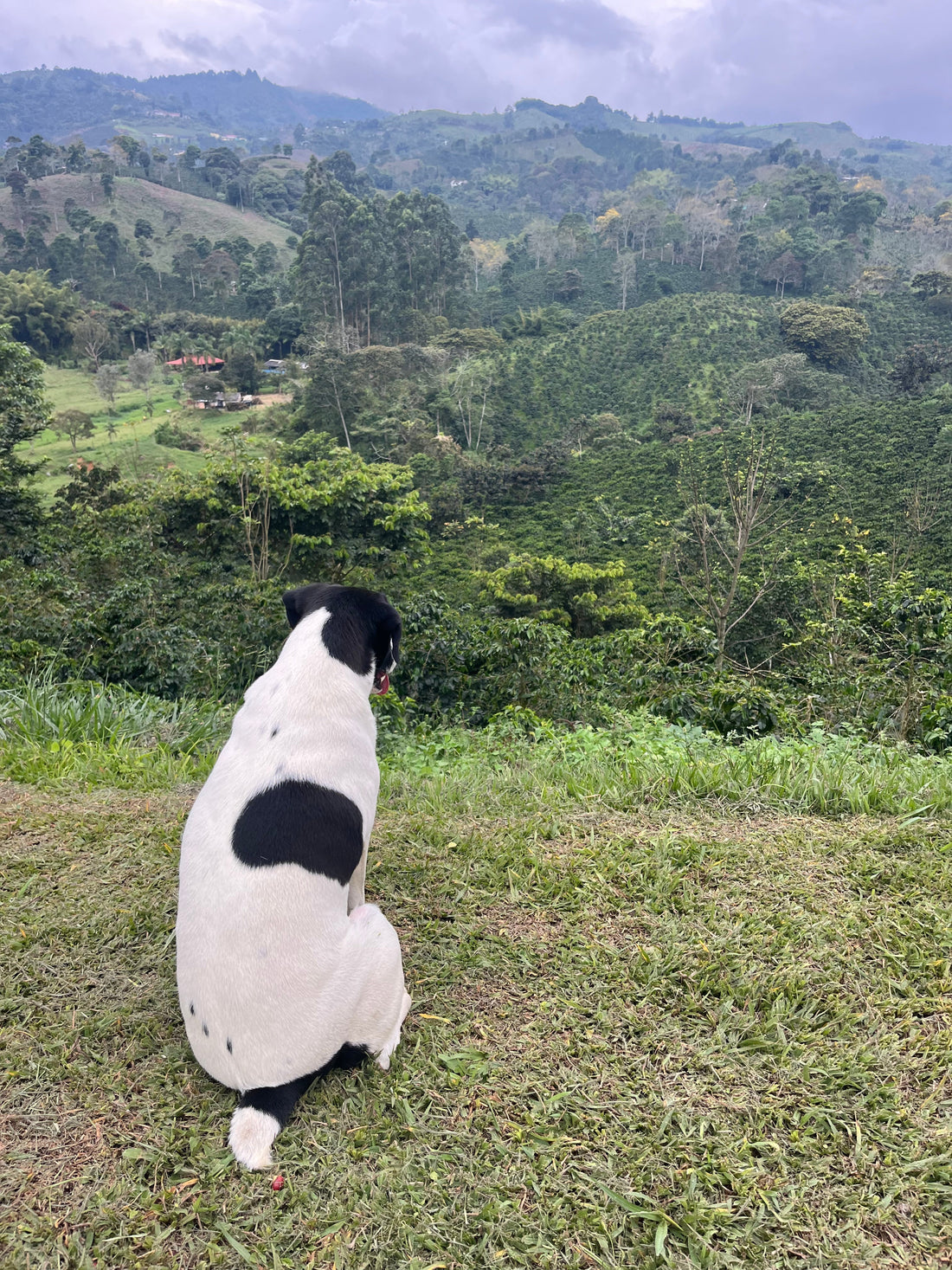a stray dog looking out over the coffee farms in Colombia