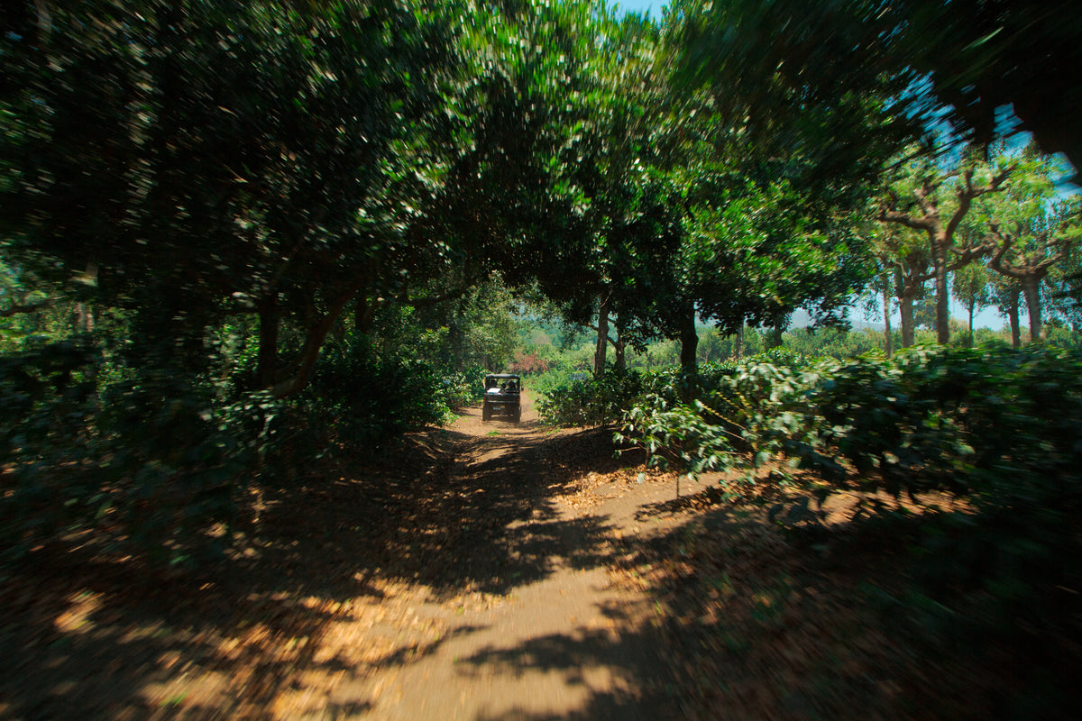 A dirt path running through a dense, sun-dappled green forest, with a small vehicle visible in the distance under a canopy of trees.