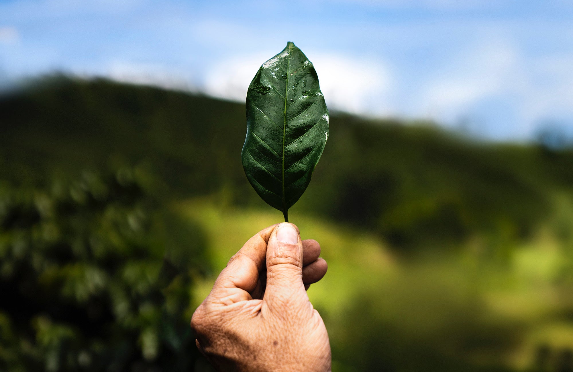 A coffee leaf held up by a hand over a blurry coffee farm