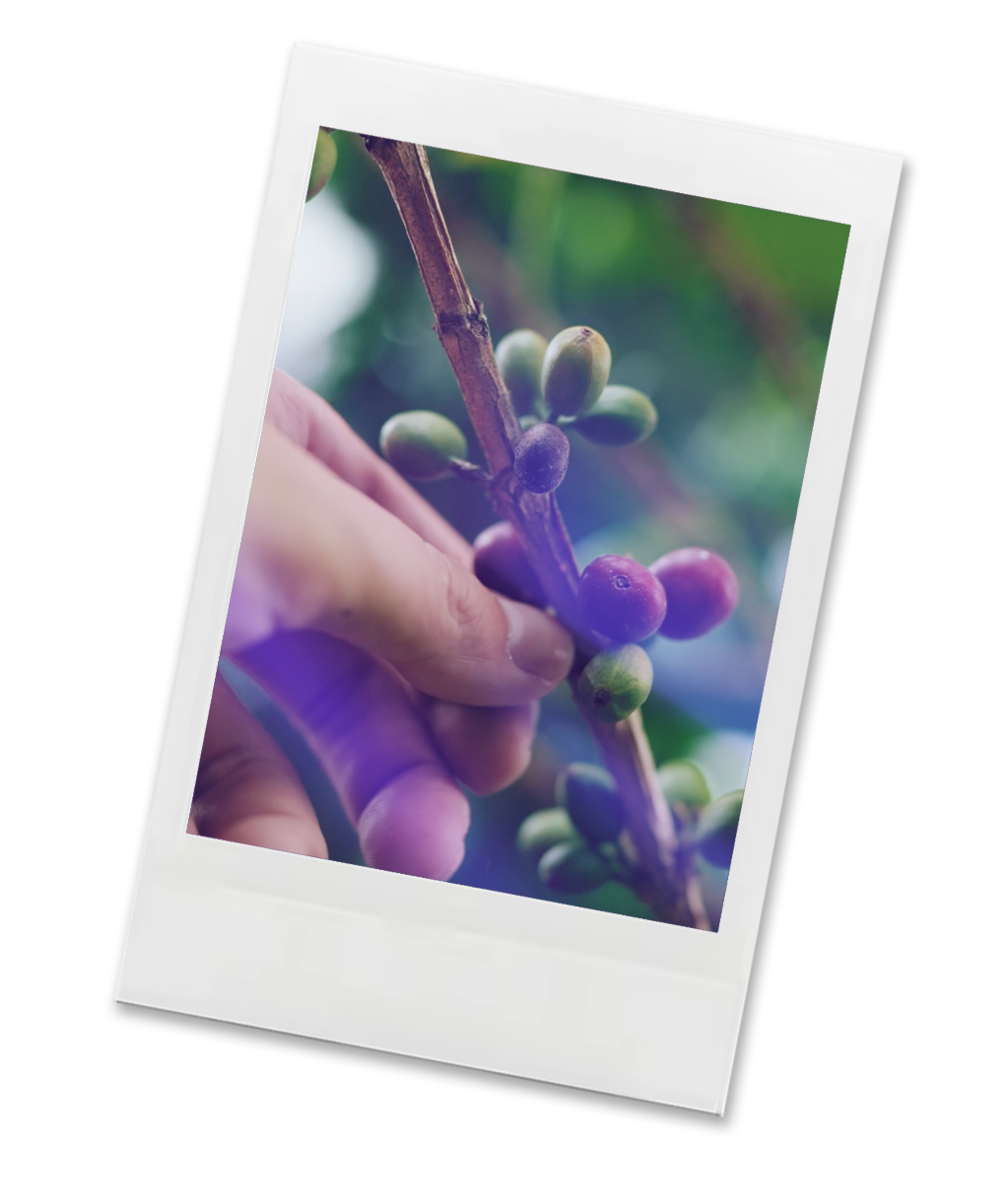 Polaroid-style photo of a hand holding a branch with berries
