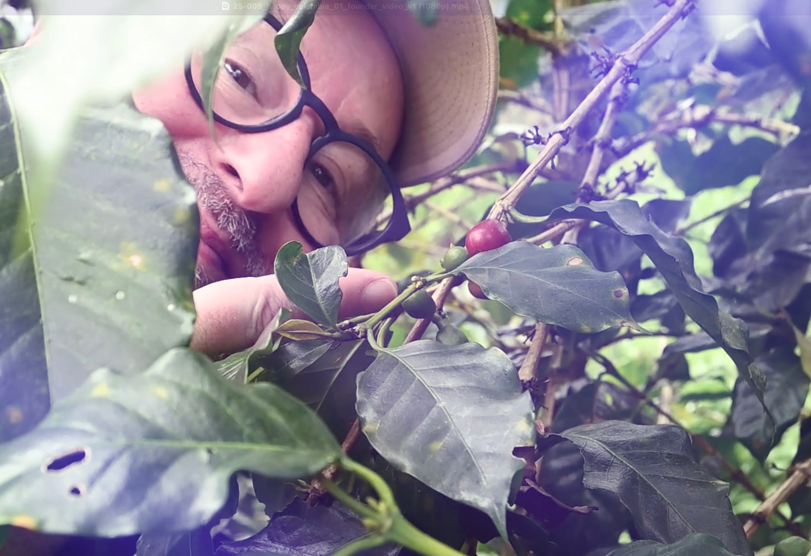 Craig Dubitsky peeking through a coffee bush pointing at a coffee fruit